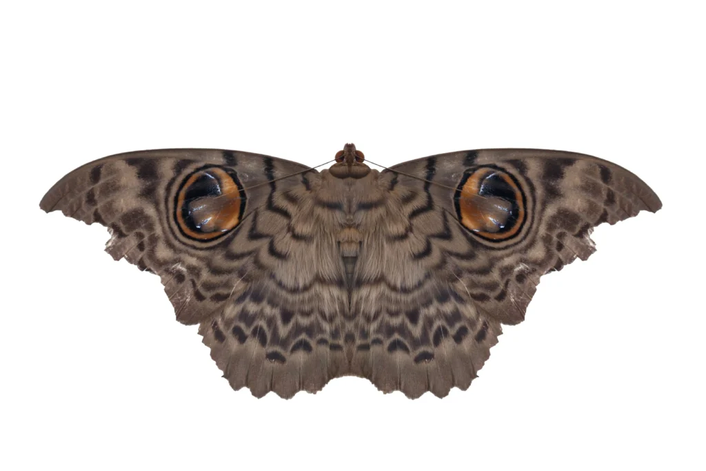 Close-up image of a large moth species with detailed wing patterns, used for identifying moth pest control needs or professional moth removal services.