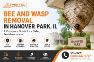 Bee and Wasp Removal in Hanover Park